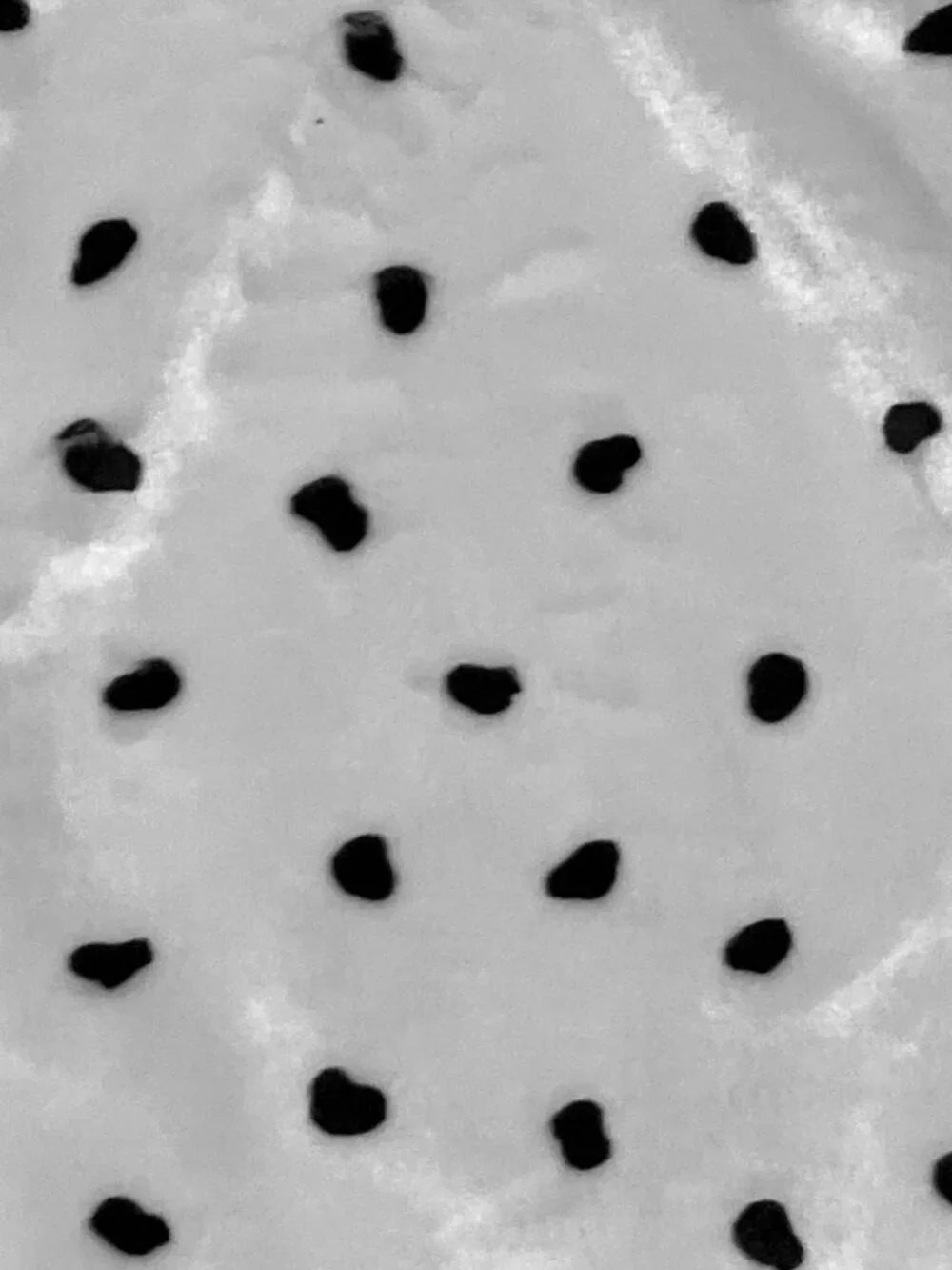 Dalmatian Dog Costume Child Zip-Up One Piece White Black Spots Cozy Fleece
